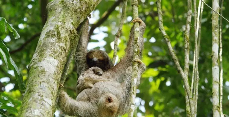 Explore the Best of Costa Rica Wildlife Tours