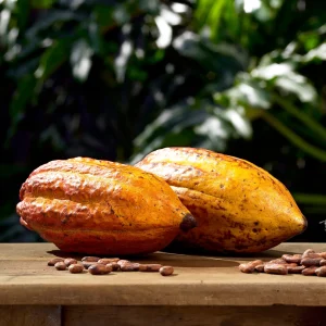 Close-up of ripe cacao pods and cacao beans during a chocolate tour in Costa Rica