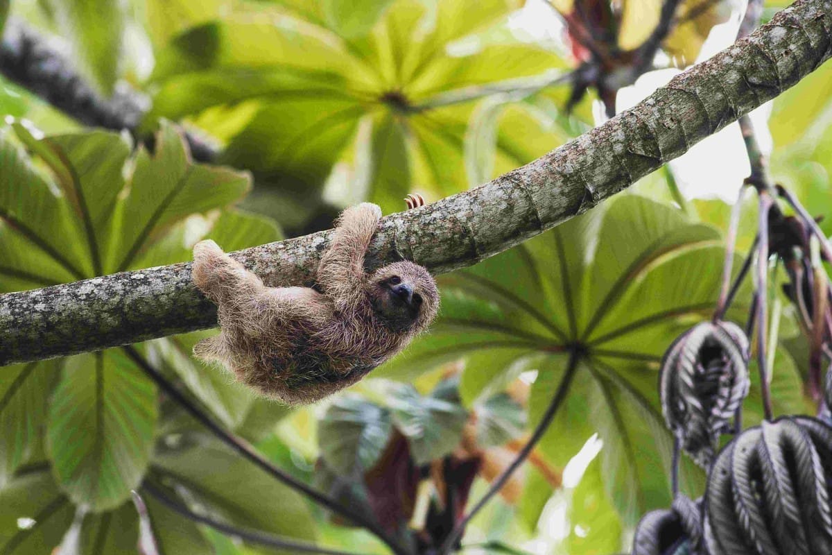 sloths costa rica