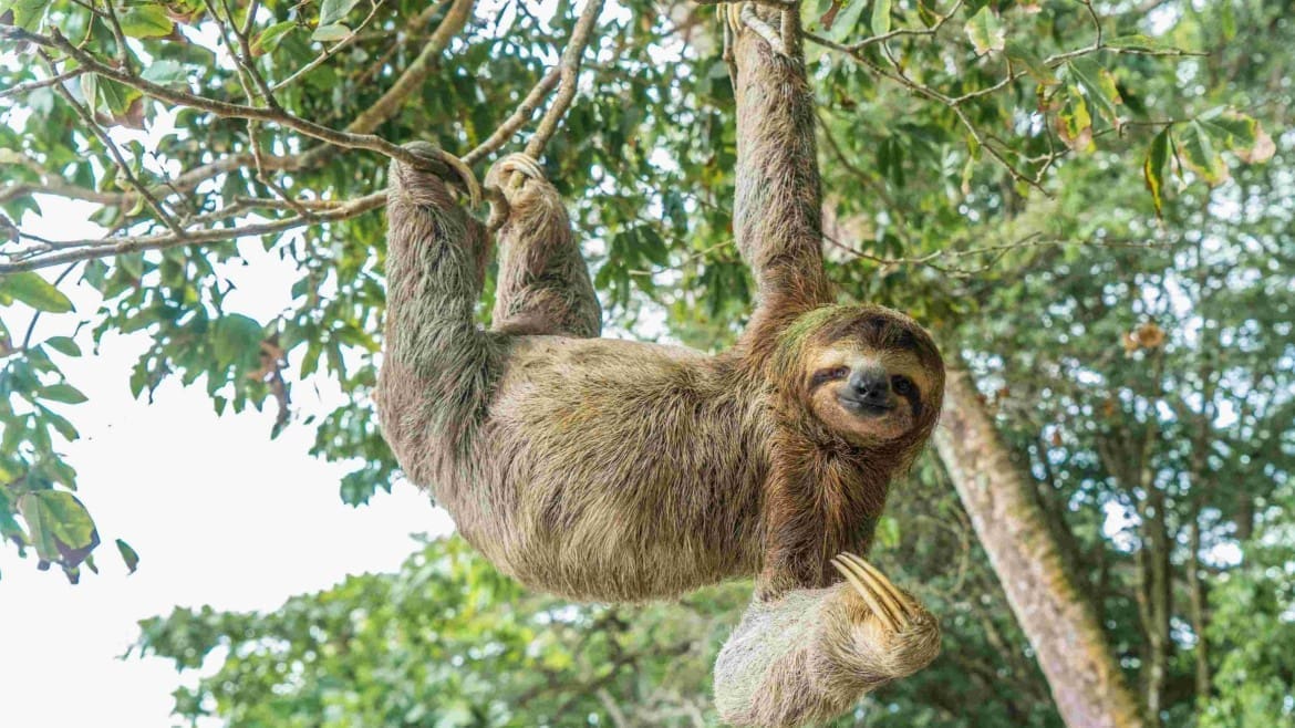Where To See Sloths In Costa Rica And Tips