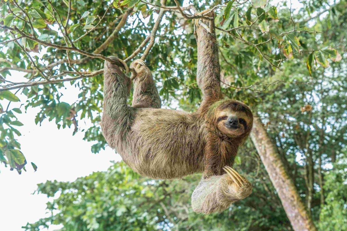 Sloth climbing a tree