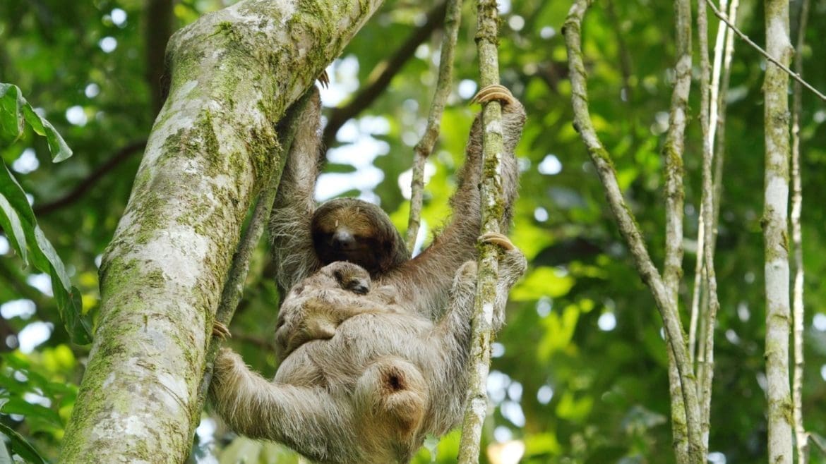 Explore the Best of Costa Rica Wildlife Tours