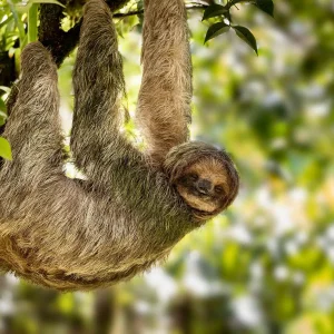 Sloth tour adventure La Fortuna